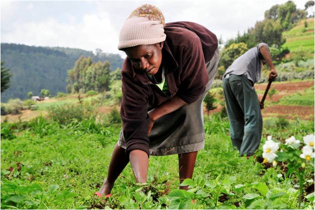 Woman planting tree seedlings