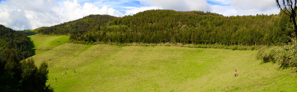 forest